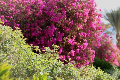 Close-up of pink flowers