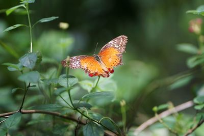 Close-up of butterfly pollinating flower