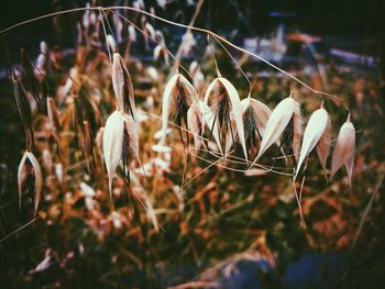 Close-up of flowers against blurred background
