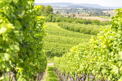 Scenic view of vineyard