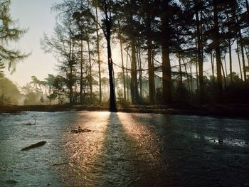 Reflection of trees in lake
