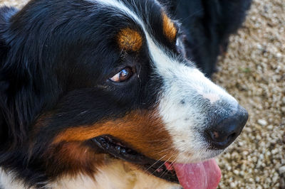 Close-up of dog looking away