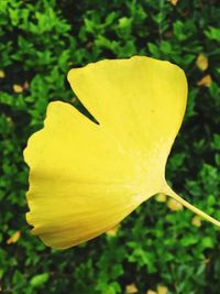 Close-up of yellow flower