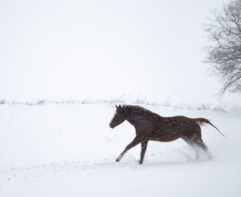 View of a horse on snow covered field