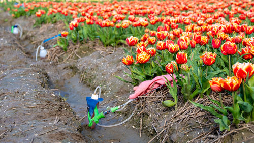 High angle view of flowers on field