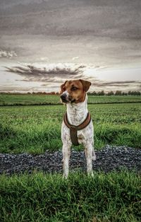 Dog standing on grassy field