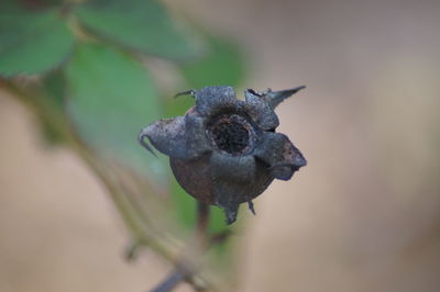 Close-up of a flower