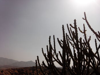 Plants against clear sky