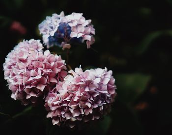 Close-up of pink flowering plant in park