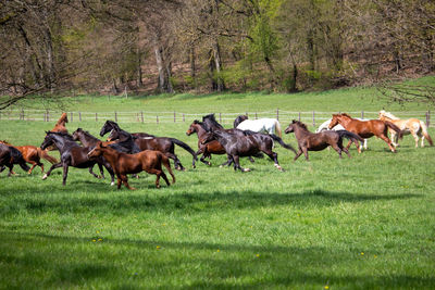 Horses running on field