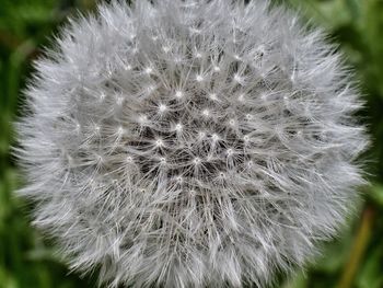 Close-up of white flower