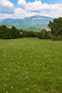 Scenic view of field against sky