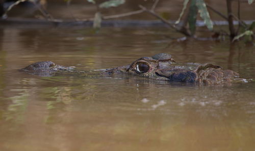 Surface level of duck swimming in water