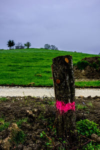 Horse on field against sky