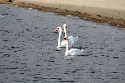 Swan floating on the sea