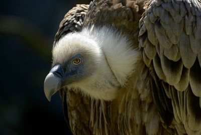 Close-up of eagle