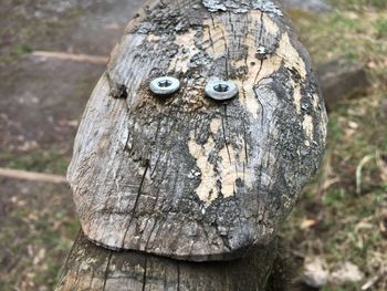 Close-up of carving on tree trunk