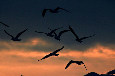 Low angle view of bird flying in sky