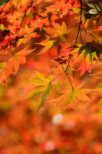 Close-up of maple leaves on branch