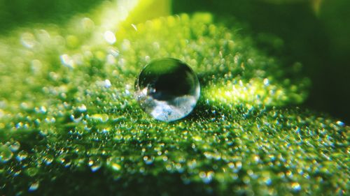 Close-up of raindrops on plant