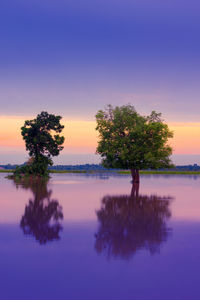 Trees by lake against sky during sunset