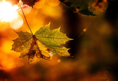 Close-up of maple leaves on tree