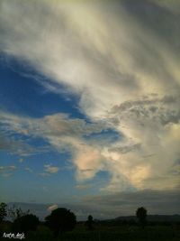 Low angle view of trees against sky