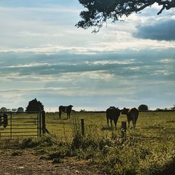 Horses grazing in the field