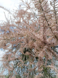 Low angle view of cherry blossom tree