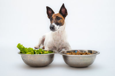 Close-up of small dog in bowl against white background