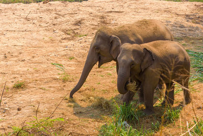 Elephant in a field