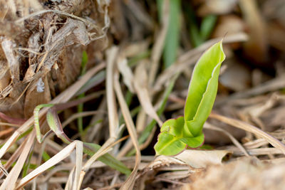 Close-up of fresh green leaves on field