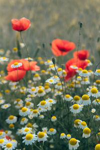 Close-up of yellow flowering plants on field and poppies