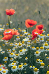 Close-up of yellow flowering plants on field