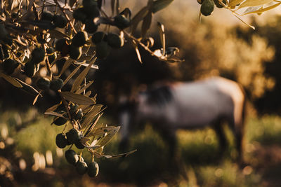 Close-up of olive tree with horse in background on field