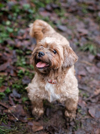 High angle view of dog on field