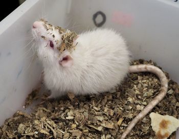 High angle view of cat