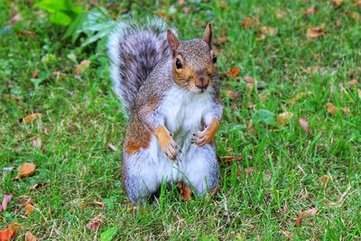 Squirrel on a field