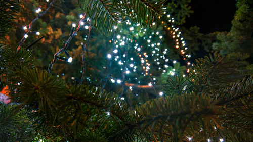 Close-up of christmas tree at night