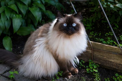Portrait of white cat sitting on plant
