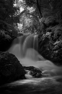 Scenic view of waterfall in forest