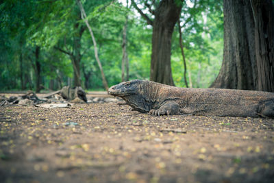 Close-up of a lizard on tree trunk