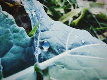 Close-up of wet leaves