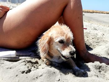 Portrait of dog relaxing on sand at beach