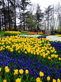 Yellow flowers on field in park