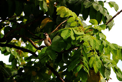 Low angle view of bird perching on tree