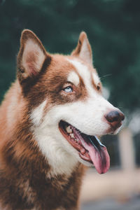 Cute siberian husky dog sit and looking at something in the garden, on natural background