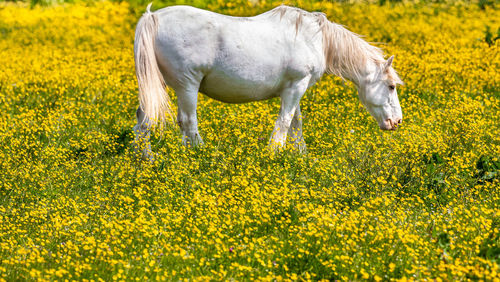 Horse in a field