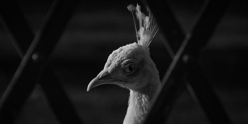 Close-up of a bird