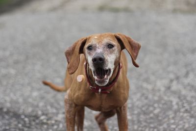 Close-up portrait of dog